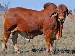 Pin By Jesse Stanley On Brahman Bull Breeds Of Cows Animals Beautiful Bull Cow