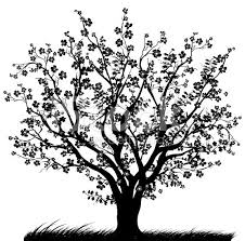 Black And White Silhouette Cherry Blossom Tree Drawing Cherry Tree Japanese Cherry Blossom Tree Illustration Tree In Full Tree Illustration Cherry Tree Black Cherry Tree