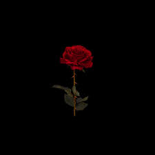 Only the best hd background pictures. Love Black Rose Wallpaper Hd For Mobile