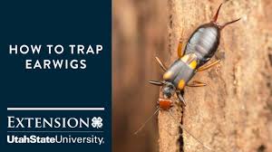 Those earwigs will decimate a plant overnight, leaving only the veins of the plant leaves. How To Get Rid Of Earwigs In House Garden Killers Traps Repellents Pestbugs