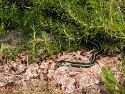 Maybe you would like to learn more about one of these? Garter Snakes A Gardener S Best Friend Growing With Nature