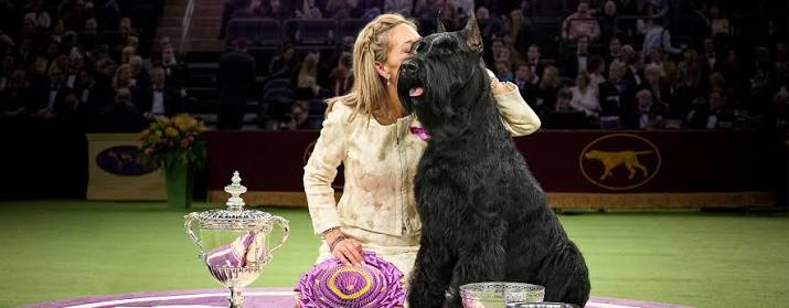 2025 Westminster Kennel Club Best in Show Winner | Purina Pro Club
