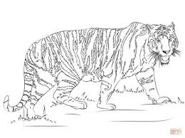 Cute tiger head coloring pages. 20 Free Printable Tiger Coloring Pages Everfreecoloring Com