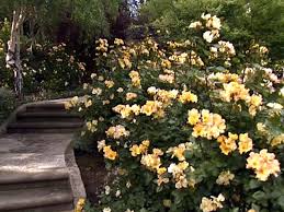 Maybe you would like to learn more about one of these? Cut Flower Garden Hgtv