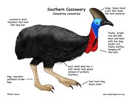 Large Brown Bird With Red Spot On Back Of Head The Cassowary Is An Omnivorous Bird And Therefore Eats A Wide Variety Of Both Plants And Animals In Order To Gain All The N Cassowary Bird Facts Cassowary Bird
