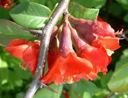 Image result for Chaenomeles japonica
