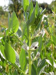 Image result for Vicia faba