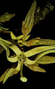 Image result for Vangueriopsis lanciflora