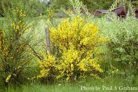 Scotch Broom