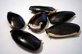 Image result for Manilkara