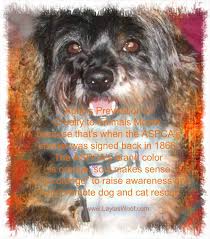 April Is Prevention Of Cruelty To Animals Month Dog Quotes Dogs Pet Safety