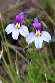 Image result for Monopsis decipiens