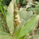 Image result for Persicaria barbata