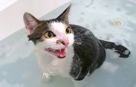We would like to show you a description here but the site won't allow us. Cat Food Bath Creature Real Cat Mania