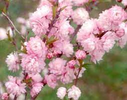 Bloom size i have flowering almond bushes in south carolina that have been growing in my yard for over 20 years. Dwarf Flowering Almond Prunus Glandulosa