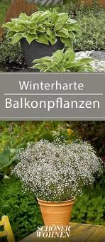 Berberitze Berberis Bild 2 Pflanzen Winterharte Balkonpflanzen Winterharte Pflanzen