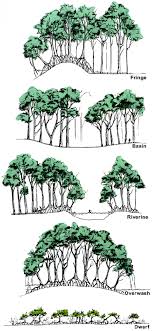 Black mangrove avicennia germinans kingdom: Mangroves Smithsonian Ocean
