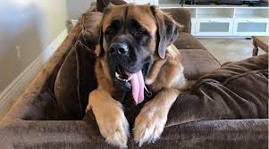 The Fluffy English Mastiff Can Mastiffs Have Long Hair Loveyourdog In 2020 Mastiff Puppies Mastiffs English Mastiff
