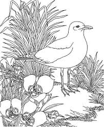 Select from 35870 printable coloring pages of cartoons, animals, nature, bible and many more. Seagull And Beautiful Flower Coloring Page Netart