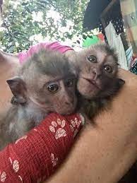 Baby Monkey Who Was Beaten By Owner Can T Stop Hugging New Sister Baby Monkey Monkey Macaque Monkey