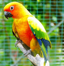 Big Birds You Can Have As Pets This Vibrant Bird Species Actually Loves You Back Avian Veterinarian Parrot Conure