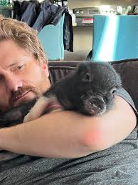 Do this with your pig! Hello! My name is: Penelope Martin My nickname:  Penny, Pen Pen My age is: 5 months My favorite human food: tomatoes,  celery, carrots, romaine lettuce, cheerios My