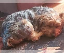 Teacup yorkies and yorkshire terrier dogs on the market. View Ad Yorkshire Terrier Dog For Adoption Near New Jersey Willingboro Usa Adn 137475