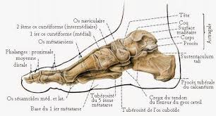 Le Pied Planches De Reflexologie Et Anatomie Os Du Corps Anatomie Du Pied Anatomie