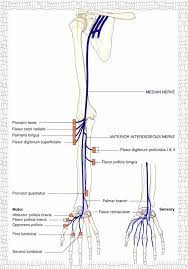 median sinir sinirler ve innerve ettigi kaslar fizyoo median sinir tibbi anatomi