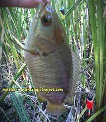 Master Mancing Memancing Ikan Sepat Dan Betok Bikin Nagih Silahkan Coba
