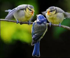 Bird With Fluffy Hair On Head I Cannot Prevent The Birds Of Sorrow From Passing Over My Head But I Can Keep Them From Building A Nest In My Hair Komik Lol Hayvanlar Alemi