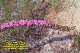 Image result for Lessertia pauciflora