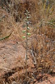 Image result for Rhigozum brevispinosum