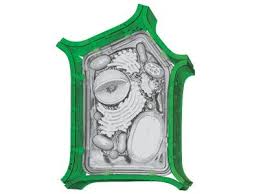 Check spelling or type a new query. 4d Science Plant Cell Anatomy Model