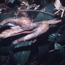 Image result for Eremospatha cuspidata