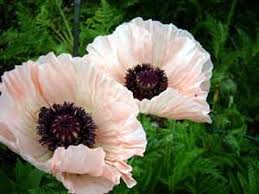 Papaver Orientale Orientalischer Garten Mohn Juliana Plants Papaver Beautiful Flowers