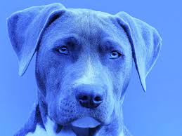 Последние твиты от ilhan omar (@ilhanmn). A Blue Dog Night What It Might Mean For A Green New Deal Energy Central