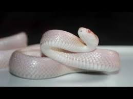 Did You Recently Have A White Snake Dream Generally Seeing A White Color Snake Symbolizes That Your Soul Interpret Your In 2020 Albino Animals Corn Snake Albino