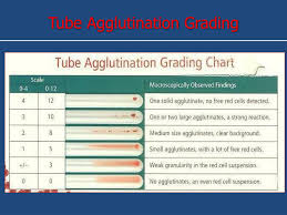 Ppt Abo And Rh Blood Group Systems Powerpoint Presentation