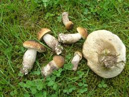 Pilze Juli Pilzfinder Solling De Pilze Pilzbestimmung Pilzvergiftung Infos Vortrage Wanderungen Dassel Einbeck Gunther Schier 37586 Dassel Ot Krimmensen Pilze Fruhjahrspilze Morcheln Truffel Morchella Tuber