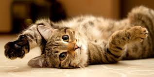 Eine katze ist üblicherweise zwischen neun und 12 monaten ausgewachsen. Wie Schwer Ist Eine Hauskatze Das Optimale Gewicht Einer Katze