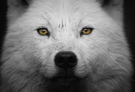 الوسوم:wolf, تلوين, حيوان, ذئاب, ذئب, ذيب, رسمات, رسمة, رسوم . Ø°Ø¦Ø¨ Ø§Ù„Ù‚Ø·Ø¨ Ø§Ù„Ø´Ù…Ø§Ù„ÙŠ Ø¨Ø§Ù„ØµÙˆØ± Ø§Ù„Ù…Ø±Ø³Ø§Ù„