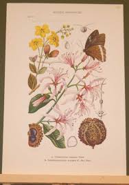 Image result for Sphedamnocarpus pruriens