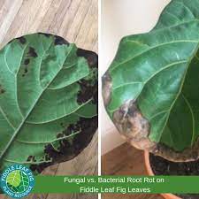 How To Treat Brown Spots On Fiddle Leaf Fig Leaves With Photos Fiddle Leaf Fig Care Fiddle Leaf Fig Tree Fiddle Fig Tree