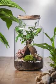 Leere klopapierrollen fallen in jedem haushalt an. Flaschengarten Mit Bonsai Flaschengarten Pflanzen Garten