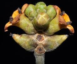 Image result for Terminalia trichopoda