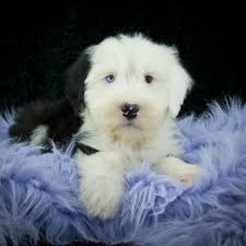 Look at pictures of bearded collie puppies who need a home. Bearded Collie Puppies For Sale