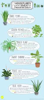 Yes, all parts of the plant can be harmful if eaten. Indoor Plants Home Office Houseplants Aloe Vera Peace Lily Dwarf Banana Spider Plant Golden Pothos Snake Plant Green Plants Indoor Plants Cool Plants