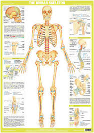 Details About Skeleton Poster Human Body Anatomy Skeletal Wall Chart