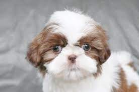 You see, i view each and every gift of a new puppy as magical. Shih Tzu Puppies For Sale Premier Pups Located In Ohio